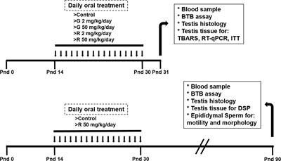 Low Doses of Glyphosate/Roundup Alter Blood–Testis Barrier Integrity in Juvenile Rats